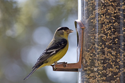 Simple DIY Bird Feeders Aging Adults